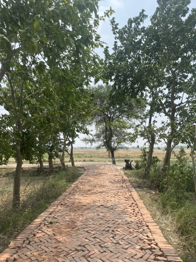Brick path under trees in rural landscape.