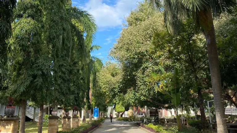 Tree-lined walkway under clear blue sky